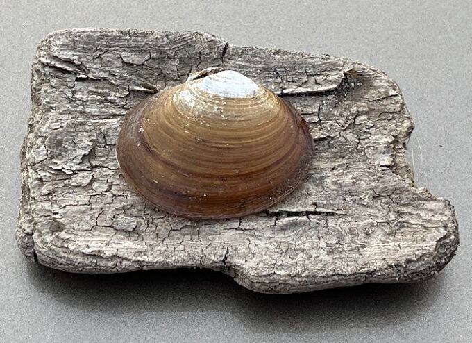 2024-07-27 - Wood & Shell