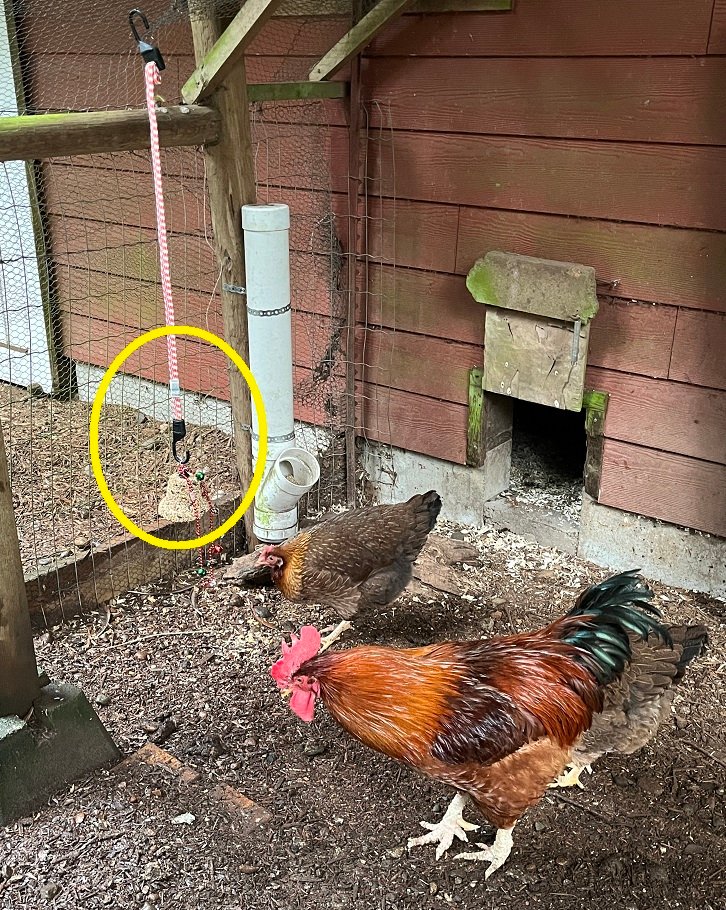 2024-12-25 - Christmas Chicken Bell