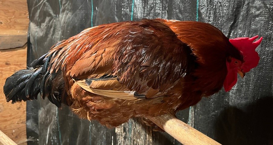 2025-08-03 - Rooster