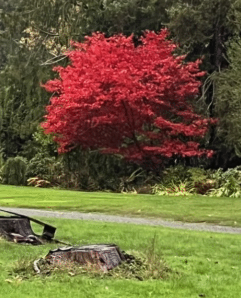 2025-10-26 - Fall Colors