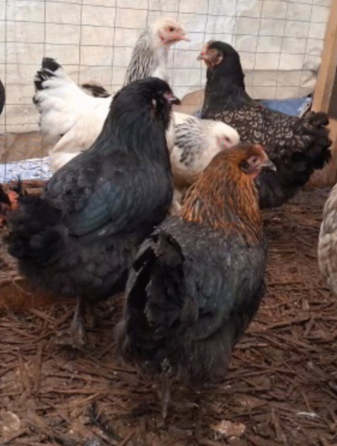 2025-11-30 - Two New Black Hens