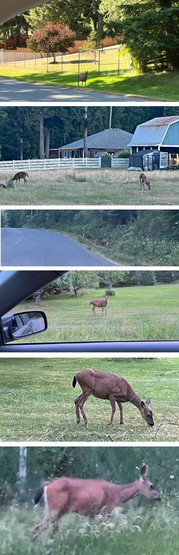 Day #1030 – (Tue., Jun. 23, 2026) – (ChatGPT #0416 – Deer Everywhere!) (-5.2 lbs.) 2026-06-23 - Deer Everywhere